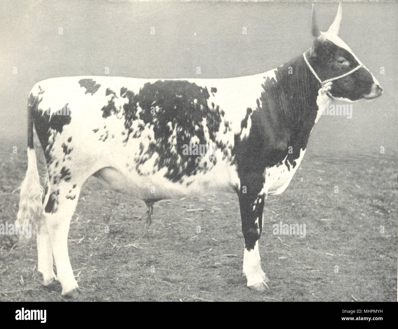 AYRSHIRE BULL. 1st prize winner H&AS show, 1907 1912 old