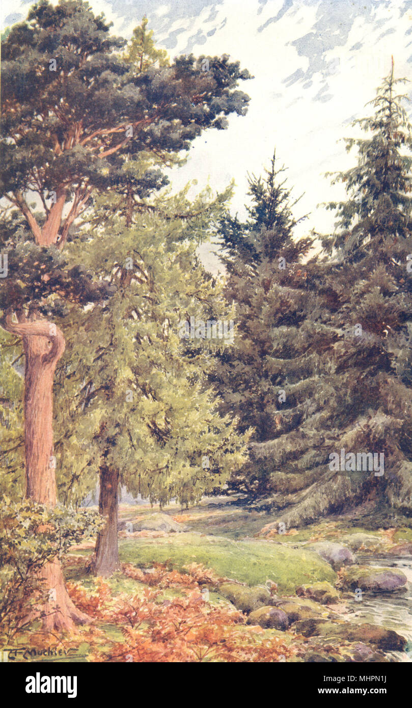 CONIFERS. Scotch Pine; Larch; Spruce; Douglas Fir 1912 old antique print Stock Photo