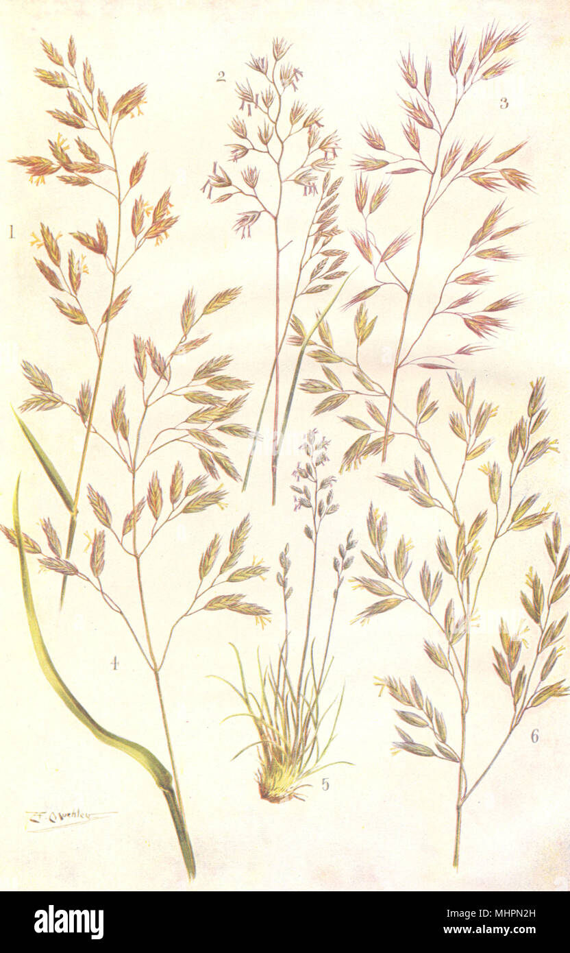 FESCUE GRASSES. Meadow, Hard, Various-leaved, Tall, Sheep's Fescue 1912 print Stock Photo