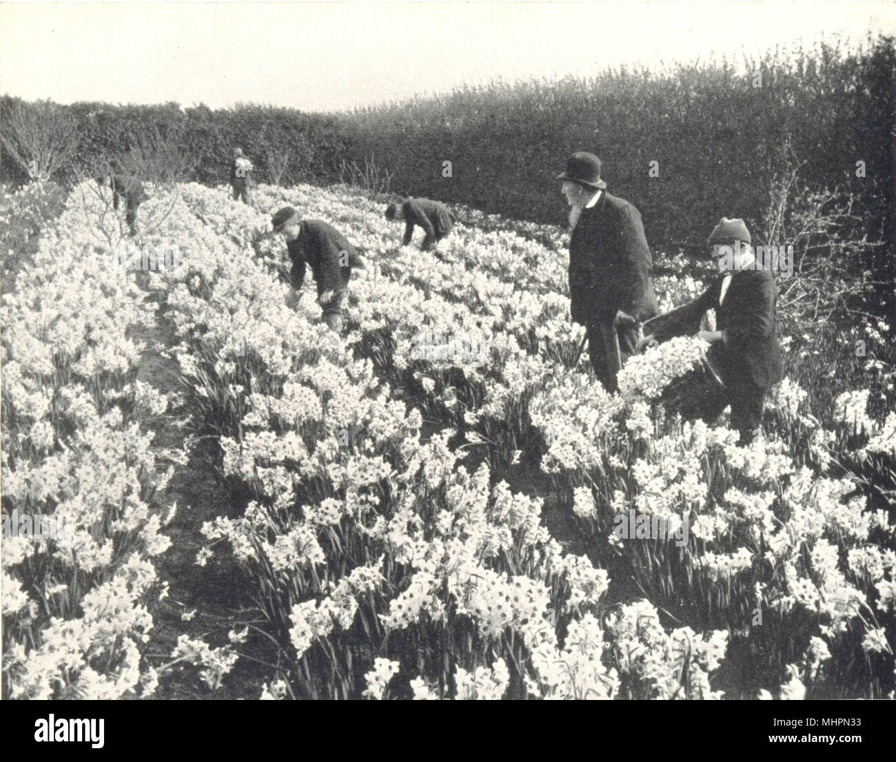ISLES OF SCILLY. Flower Farming; Picking Flowers, Scilly Isles 1912 old