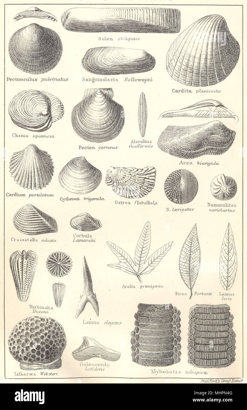 BRITISH FOSSILS. Upper Eocene, Barton, Bracklesham & Bagshot Beds ...