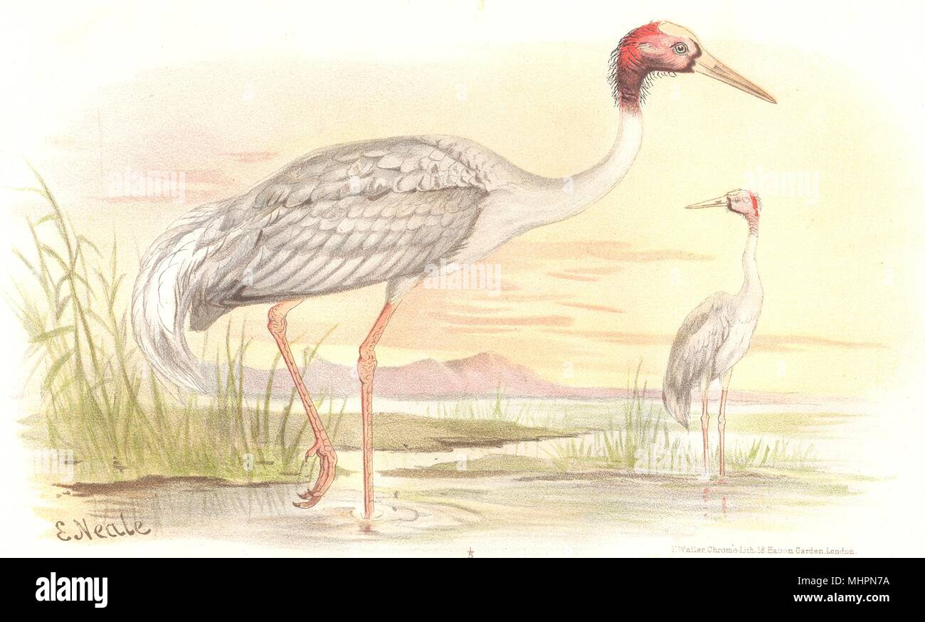 INDIAN GAME BIRDS. Sarus Crane (Grus Antigone). Chromolithograph. FINN 1915 Stock Photo