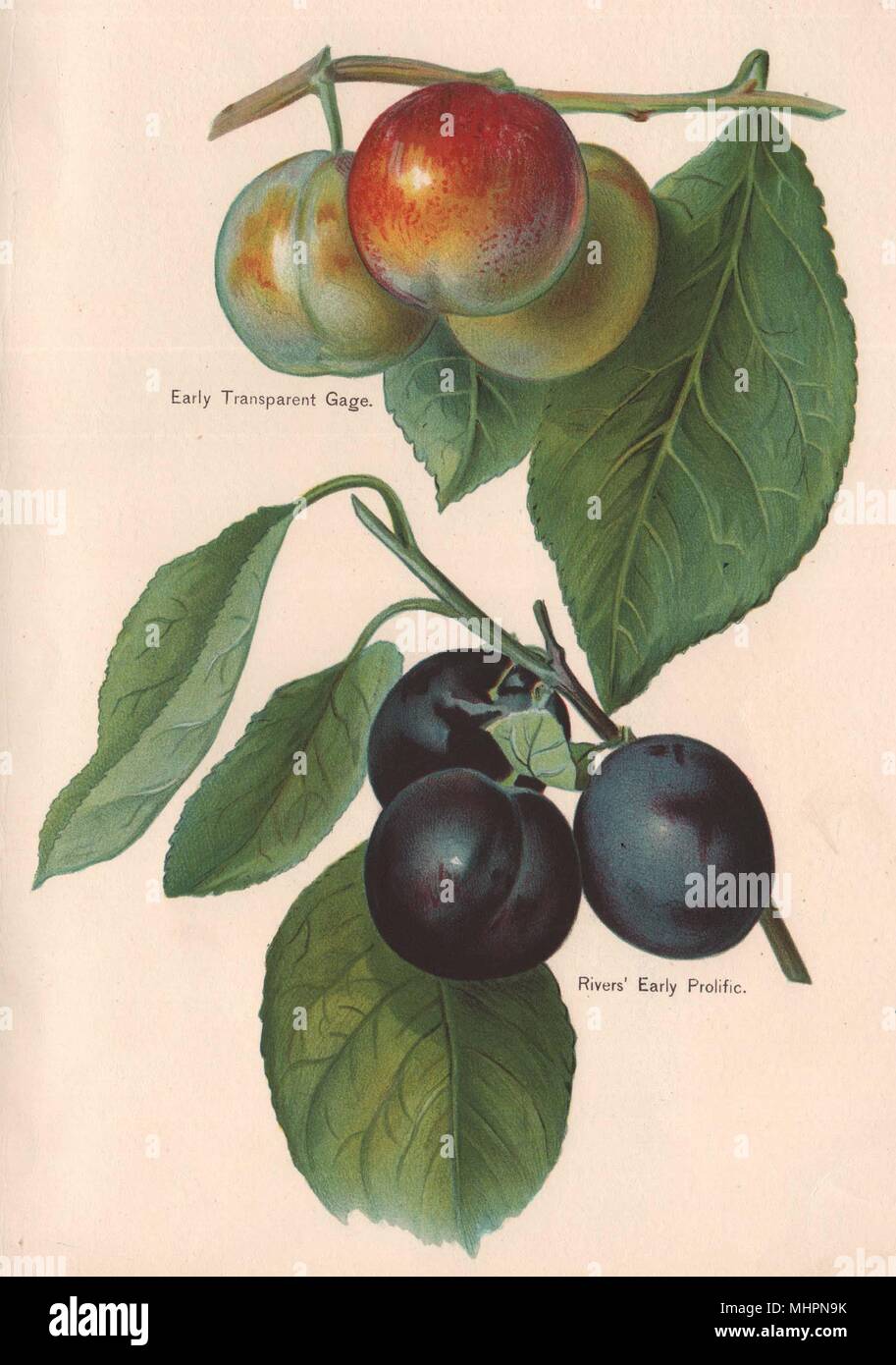 PLUMS. Early Transparent Gage; Rivers' Early Prolific. WRIGHT Chromolitho 1892 Stock Photo