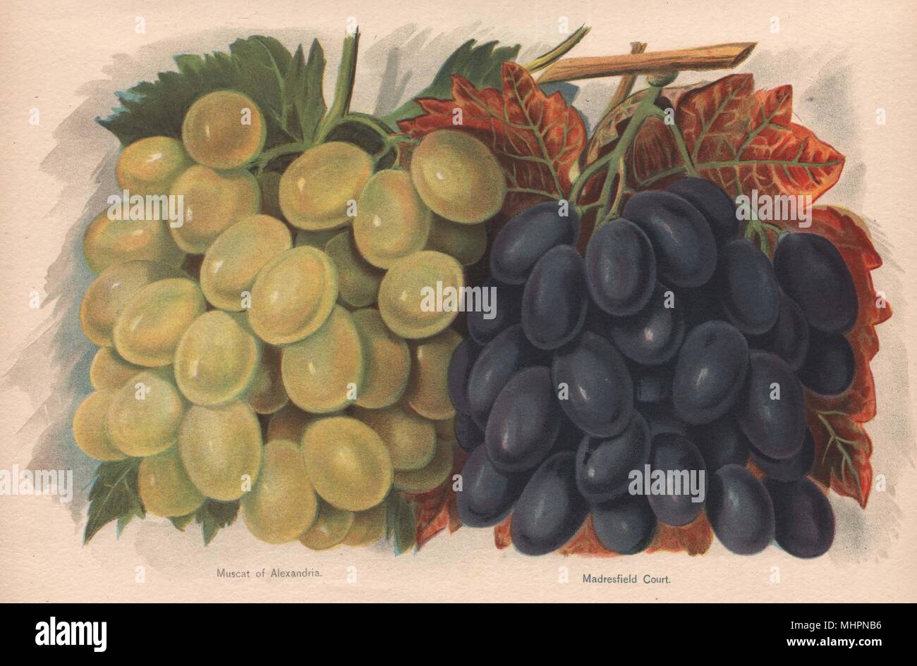 GRAPES. Muscat of Alexandria; Madresfield Court. WRIGHT Chromolithograph 1892 Stock Photo