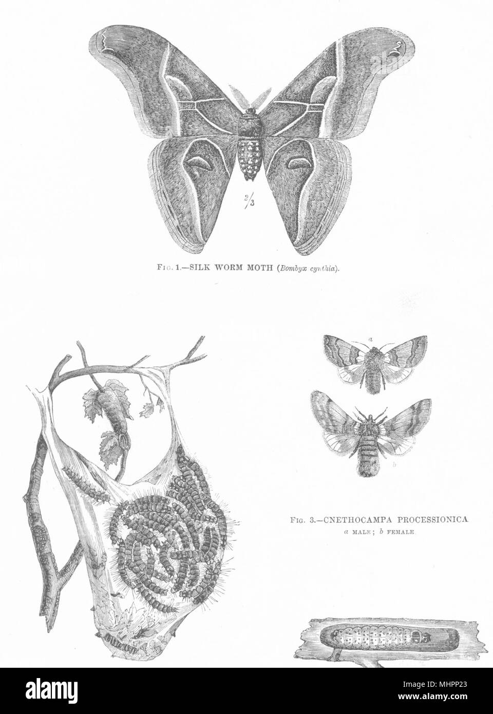 BOMBYCIDAE.Silk Worm Moth;Processionary;Cnethocampa processionica;Zeuzera 1880 Stock Photo