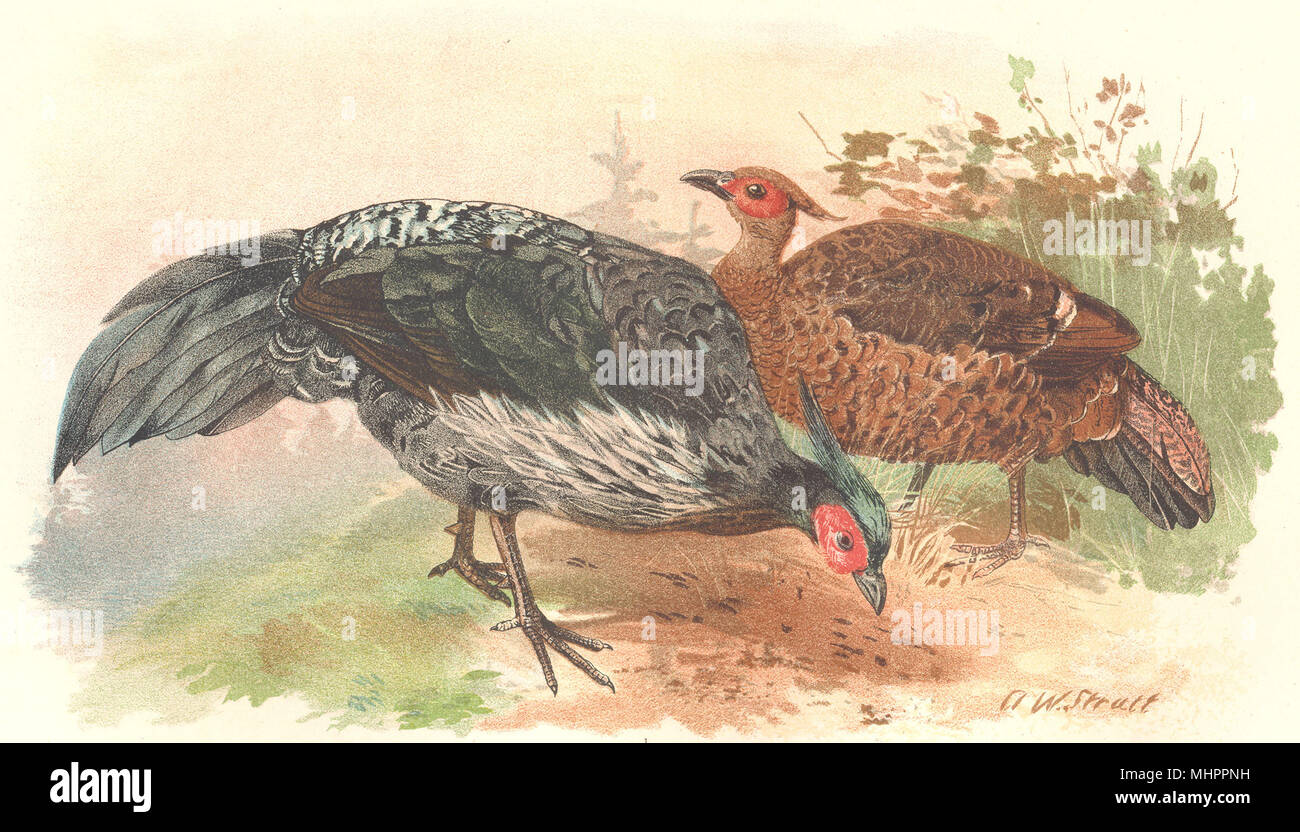 INDIAN GAME BIRDS. Nepal Kalij (Euplocamus Leucomelanos). Chromolitho. FINN 1915 Stock Photo