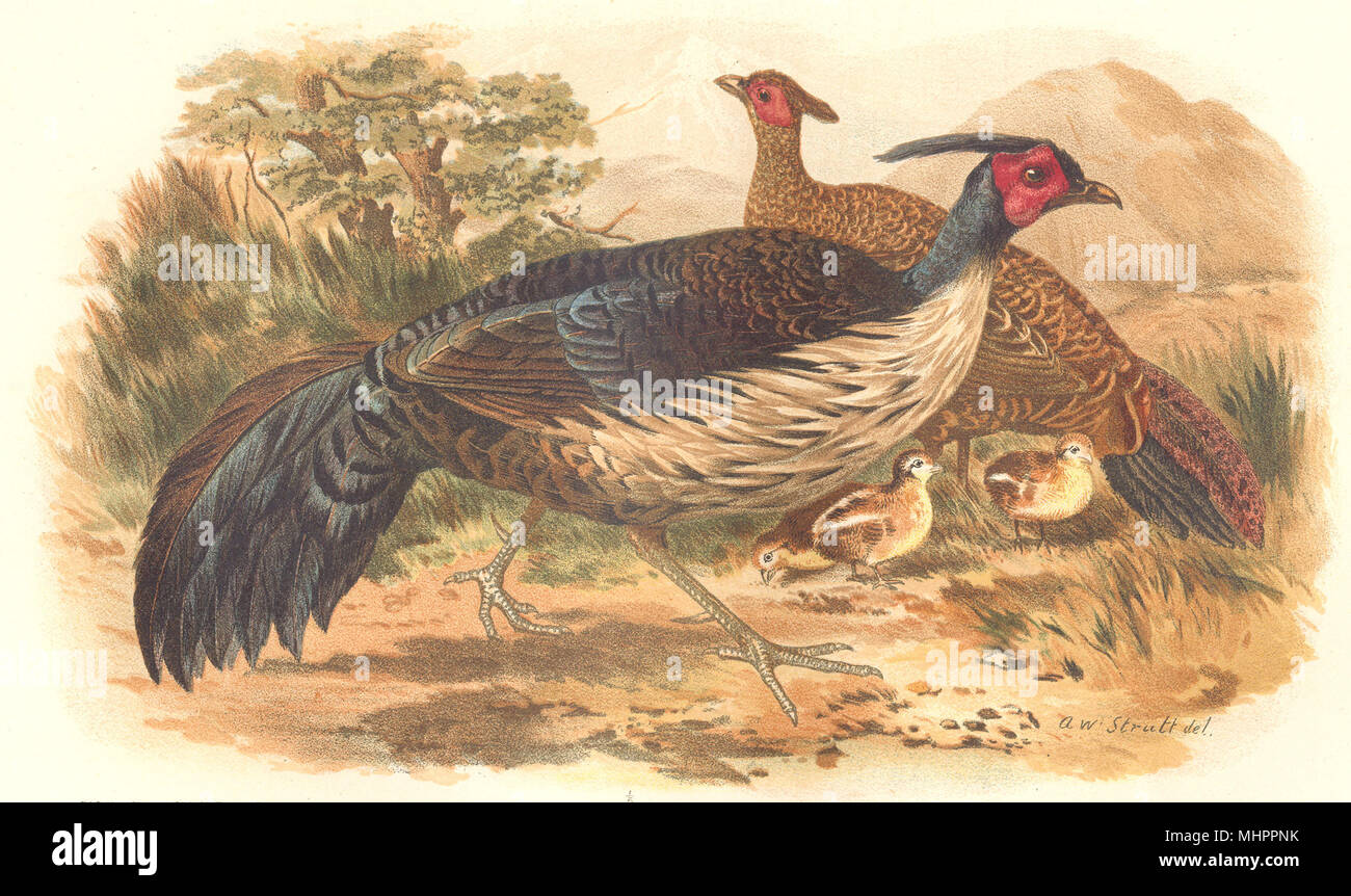 INDIAN GAME BIRDS. Black-Backed Kalij (Euplocamus Melanotis). FINN 1915 print Stock Photo