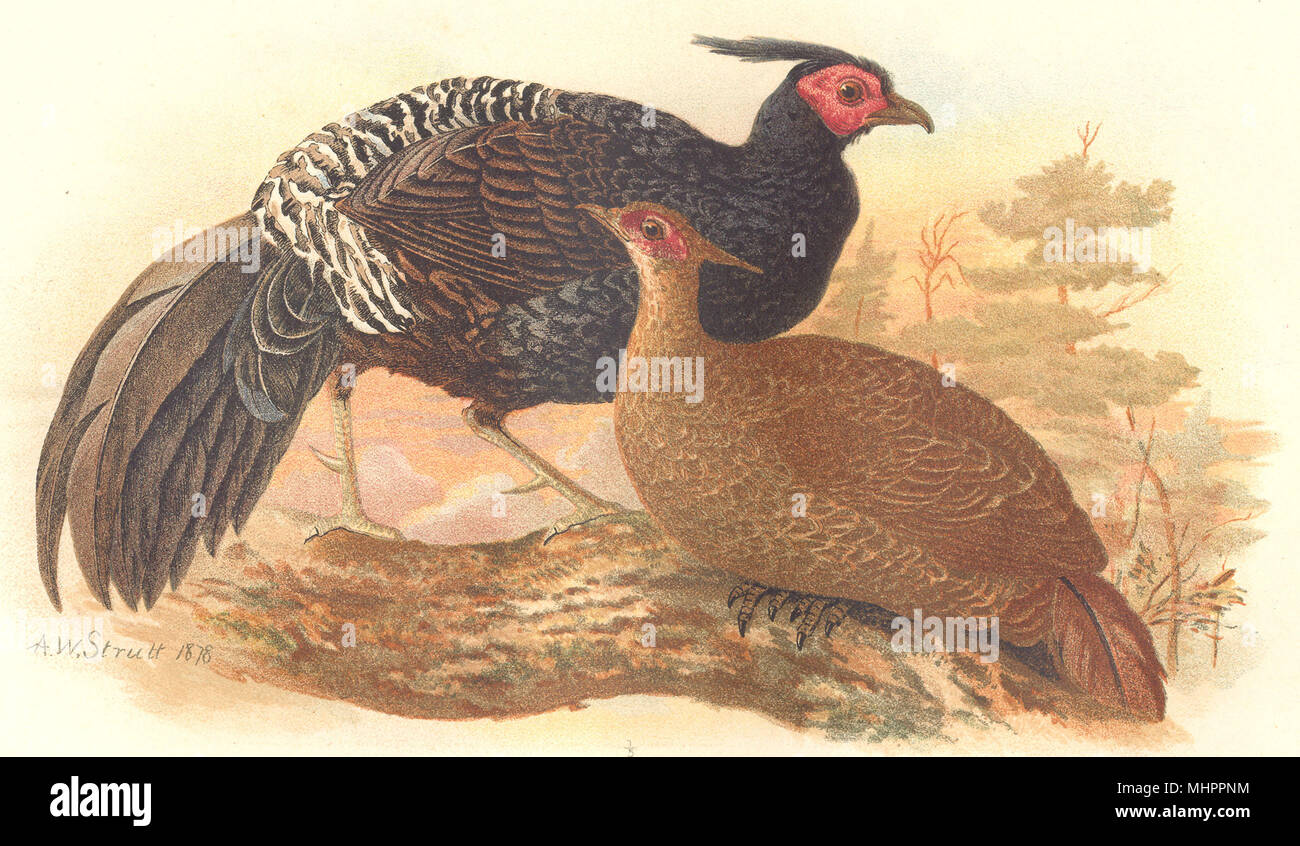 INDIAN GAME BIRDS. Purple Kalij (Euplocamus Horsfieldi). Chromolitho. FINN 1915 Stock Photo