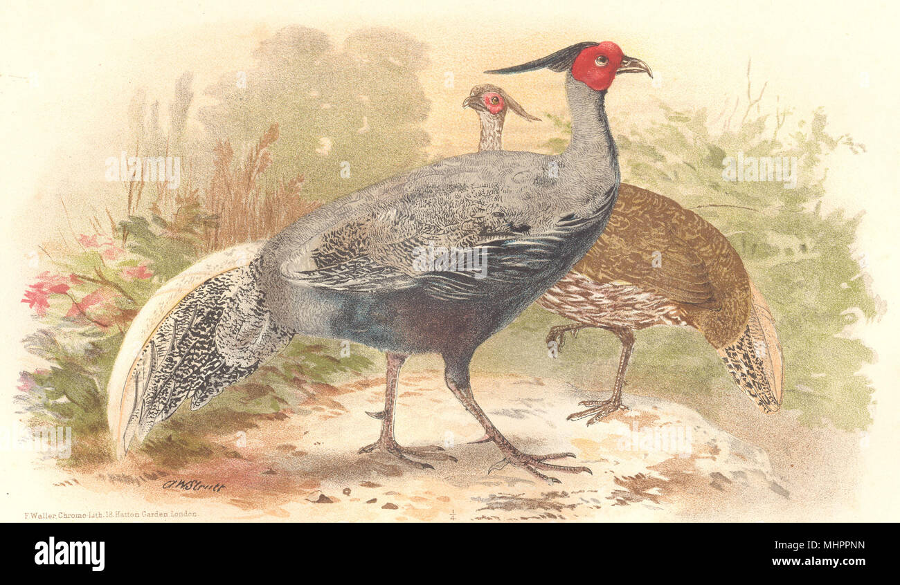 INDIAN GAME BIRDS. Lineated Kalij (Euplocamus Lineatus). Chromolitho. FINN 1915 Stock Photo