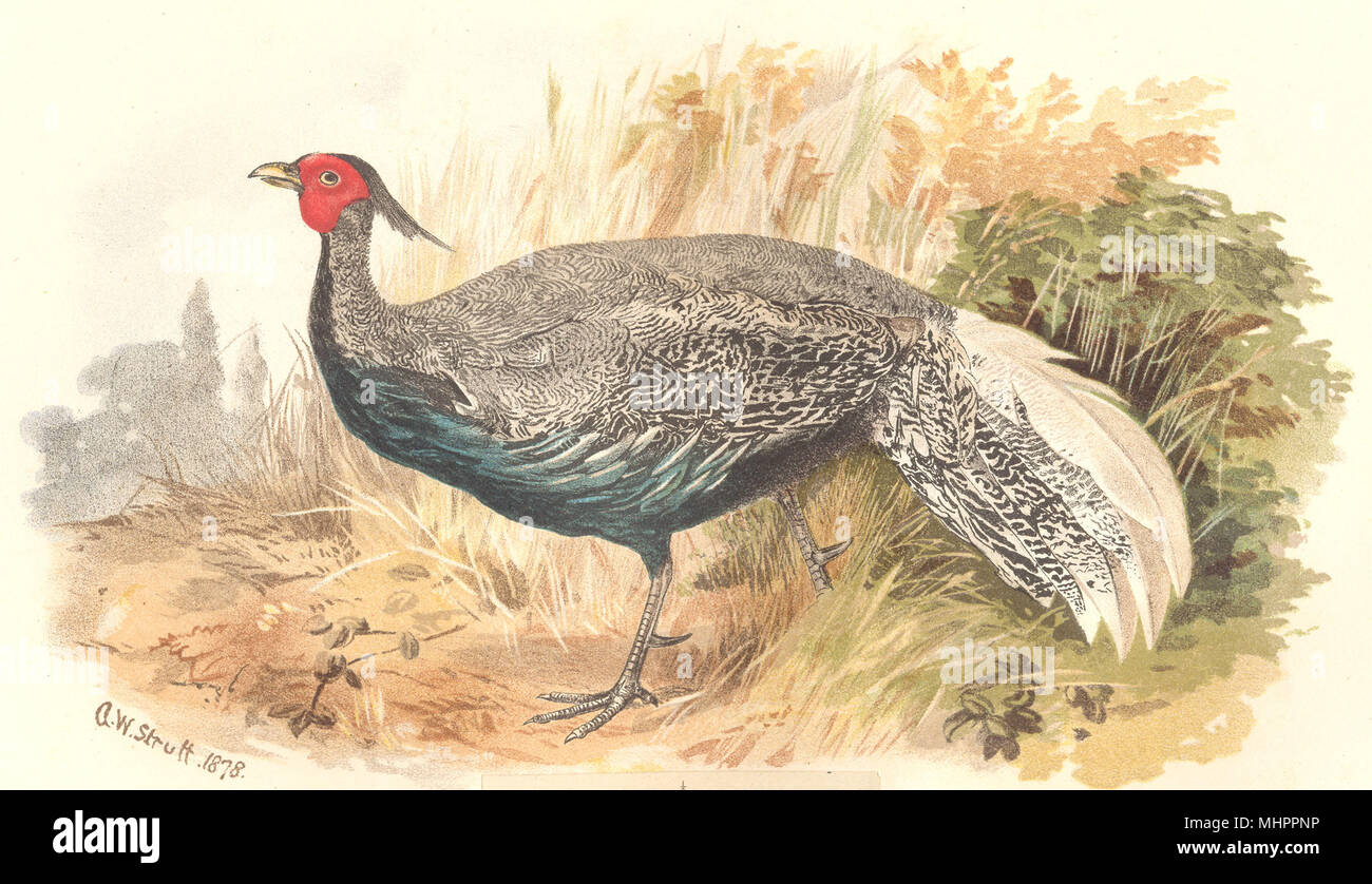 INDIAN GAME BIRDS. Crawford's Silver Pheasant (Euplocamus Andersoni). FINN 1915 Stock Photo