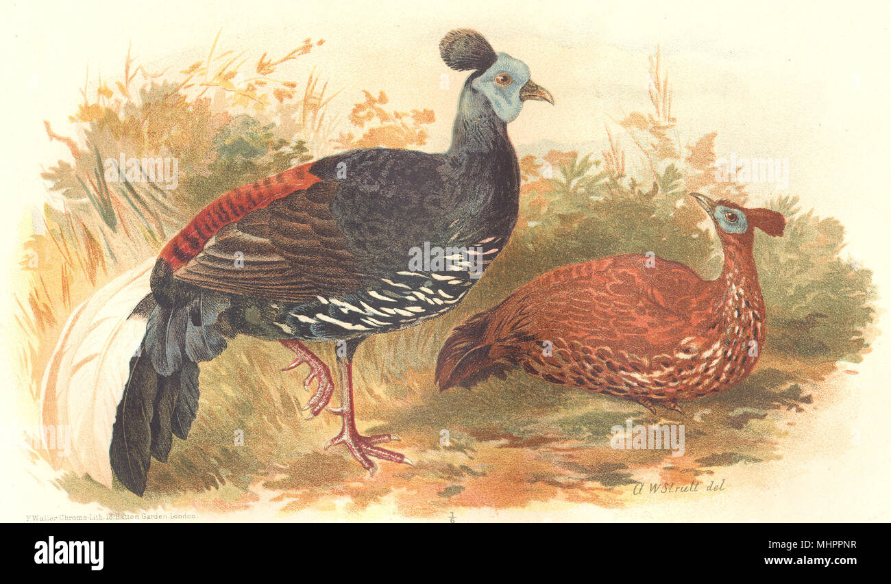 INDIAN GAME BIRDS. Fire-Back Pheasant (Euplocamus Viellotti). FINN 1915 print Stock Photo