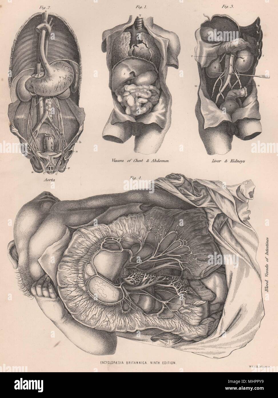 HUMAN ANATOMY Viscera Abdomen Aorta Liver Kidney Intestinal blood vessels 1898 Stock Photo