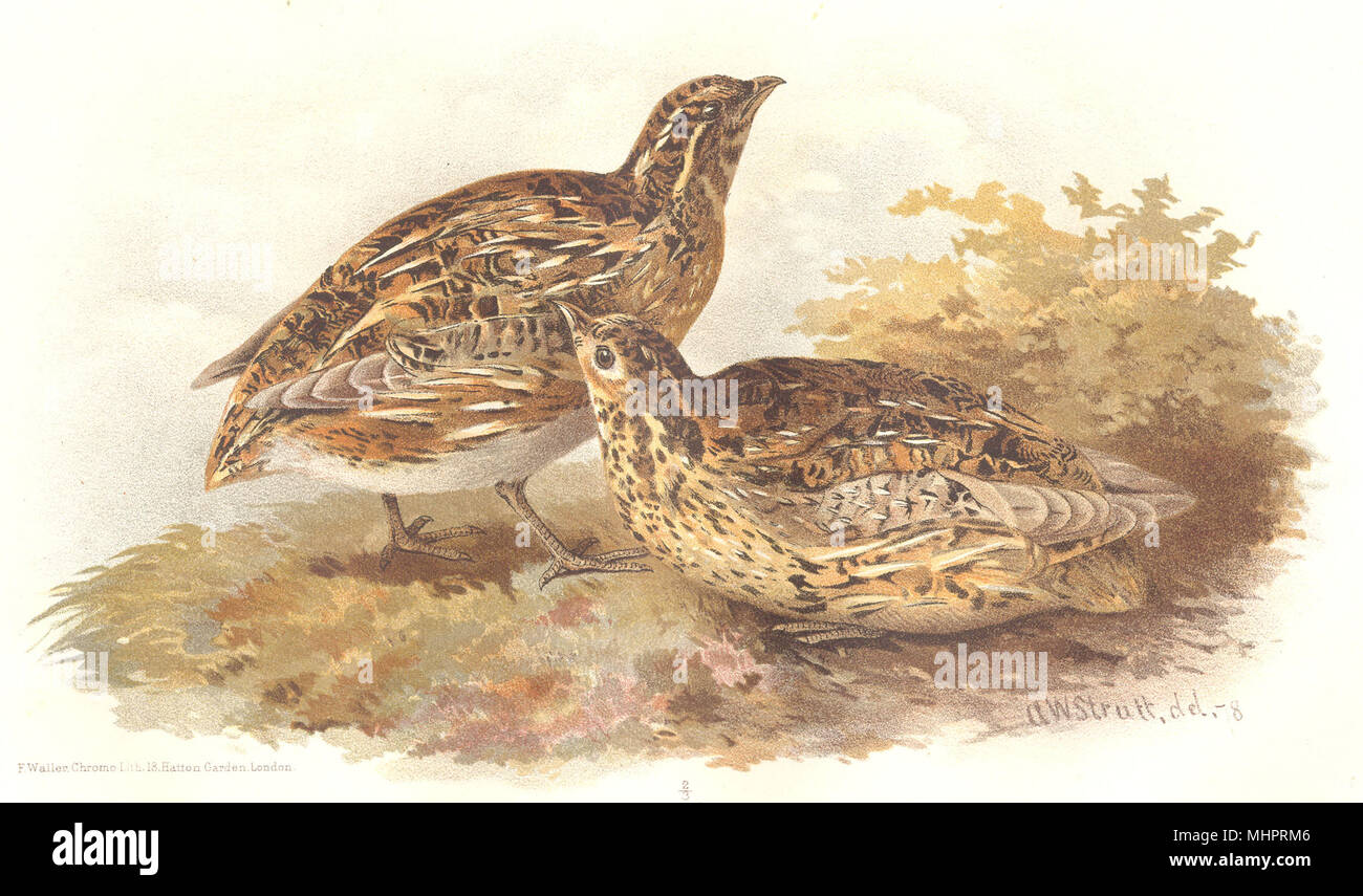 INDIAN GAME BIRDS. Common Quail (Coturnix Communis). Chromolithograph