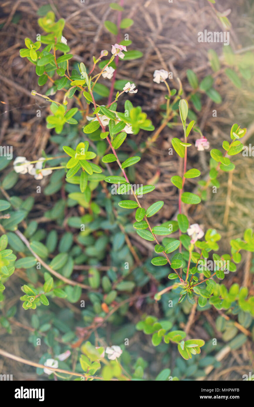 Spring flowering of a garden cranberry Stock Photo Alamy