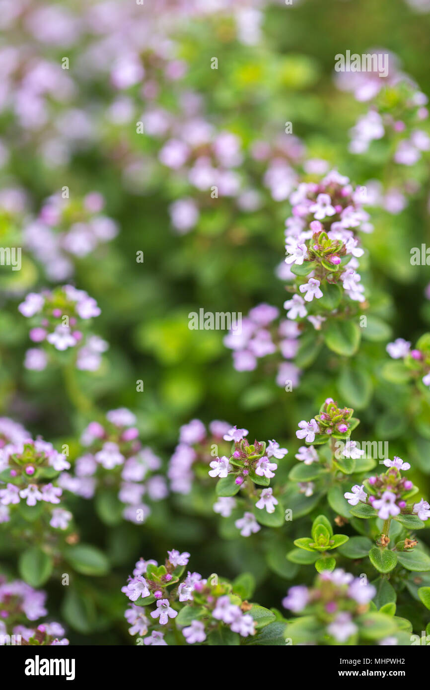 Spring flowering of thyme Stock Photo Alamy