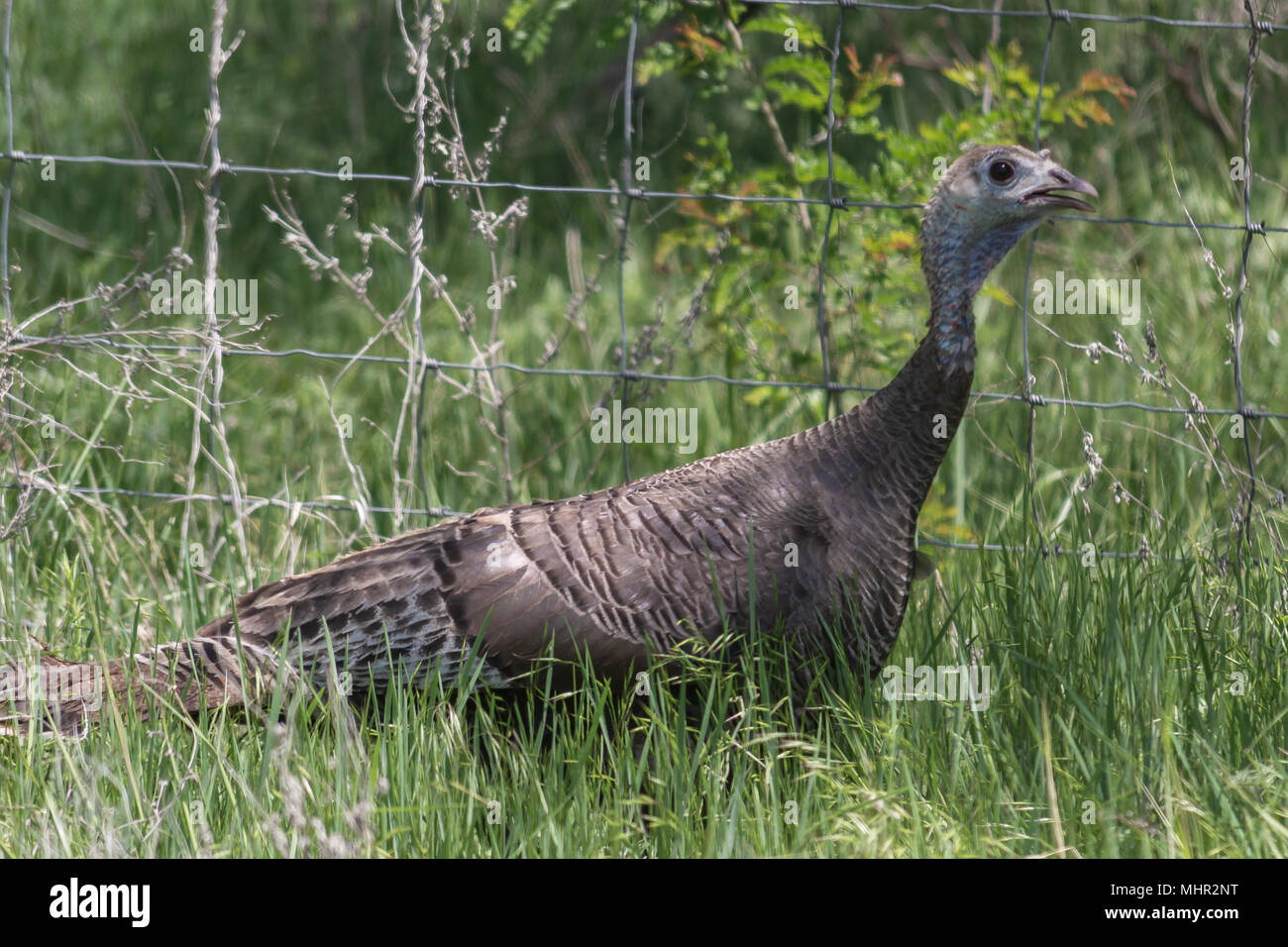 Turkey texas hires stock photography and images Alamy