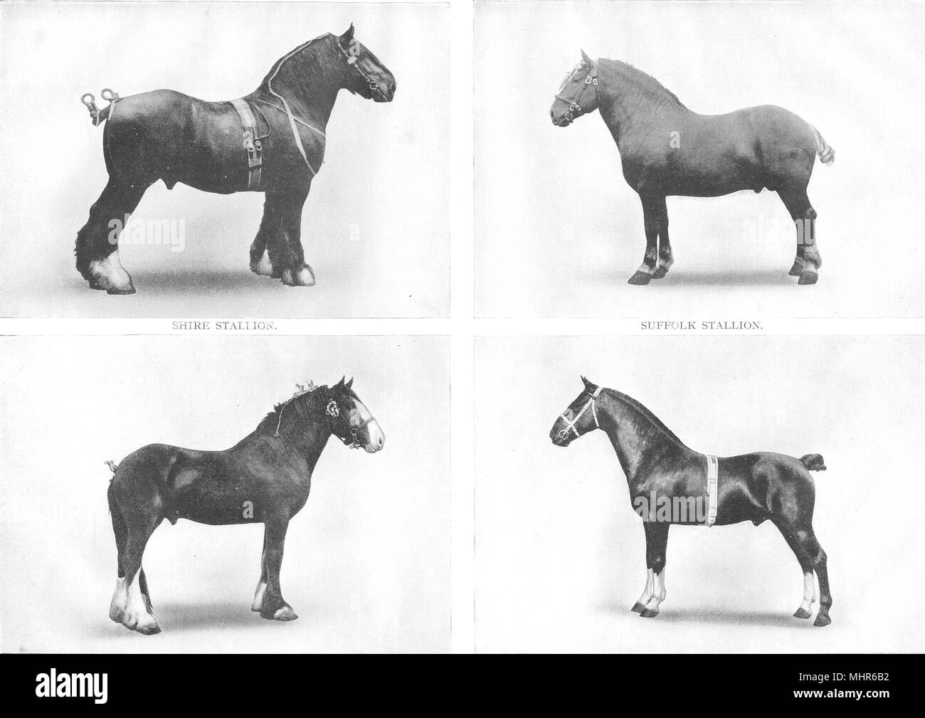 BREEDS OF HORSES. Shire Stallion; Suffolk; Clydesdale; Hackney 1910 old print Stock Photo