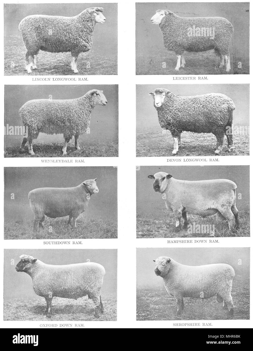 BRITISH SHEEP BREEDS. Lincoln Leicester Devon Southdown Hants Oxford Shrops 1910 Stock Photo