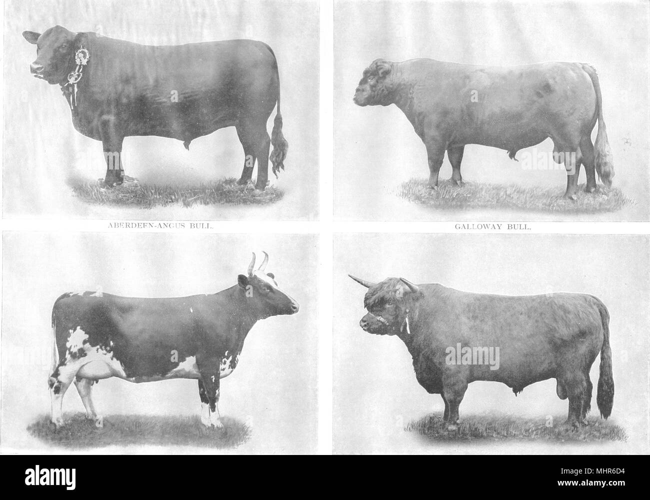 SCOTCH CATTLE BREEDS. Aberdeen Angus bull; Galloway; Ayrshire cow; Highland 1910 Stock Photo