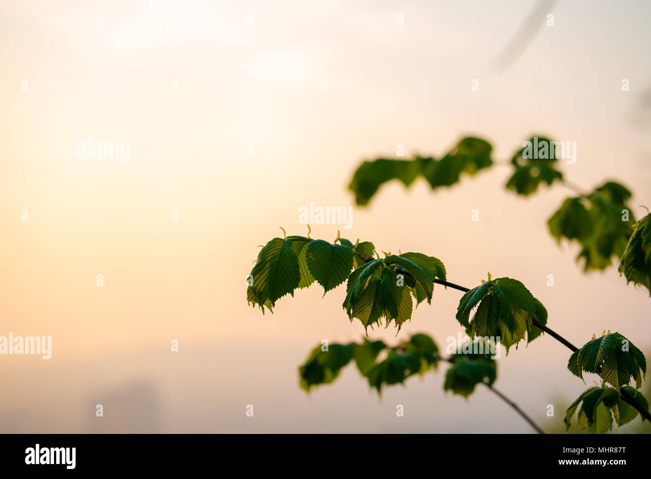 tree branch with green leaves at dawn Stock Photo