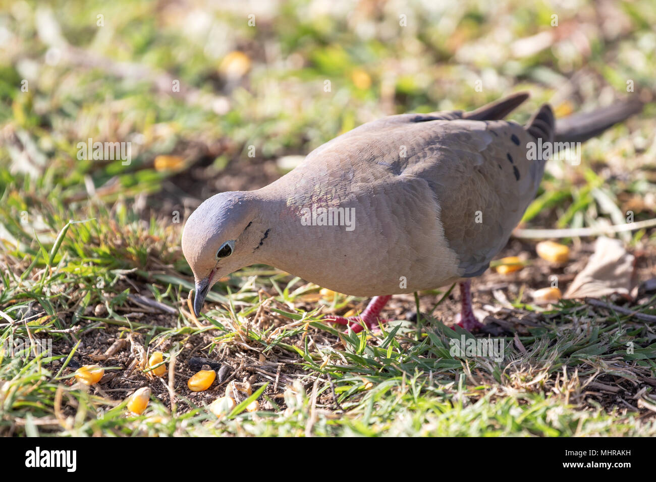 Mourning Dove, American Mourning Dove, Rain Dove Zenaida macroura