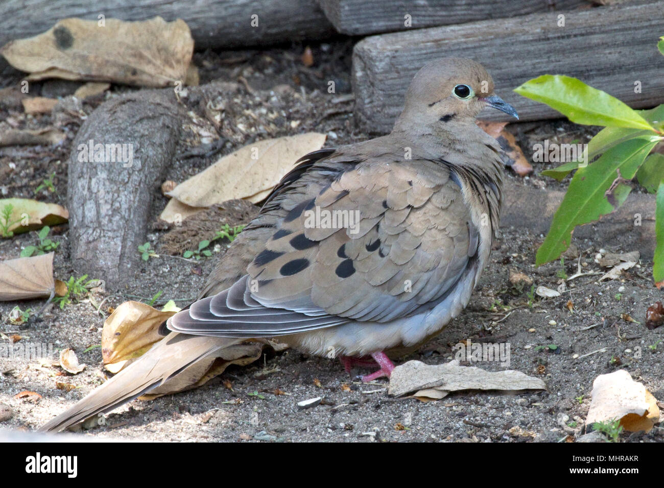 Mourning Dove, American Mourning Dove, Rain Dove Zenaida macroura