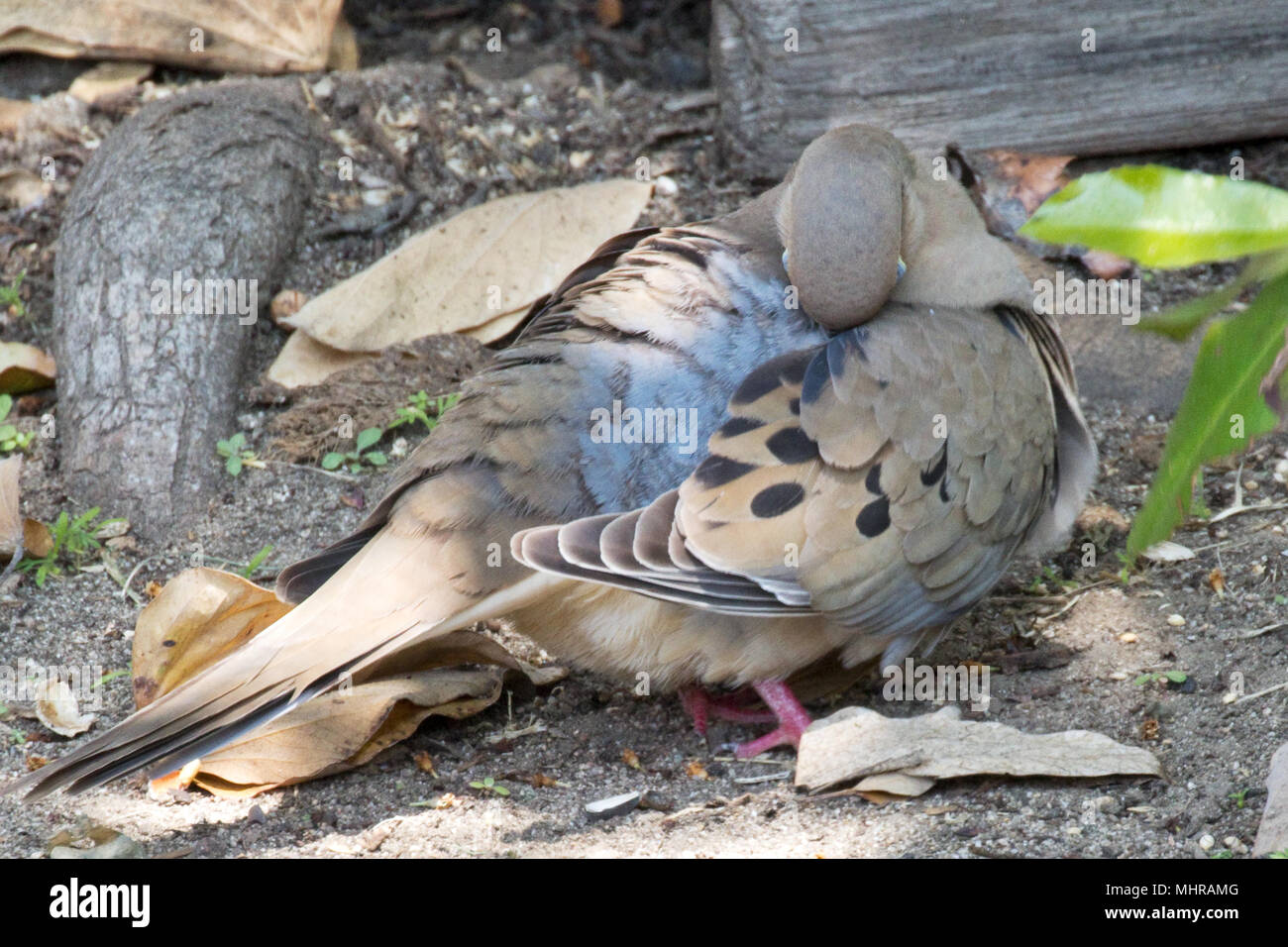 Mourning Dove, American Mourning Dove, Rain Dove Zenaida macroura