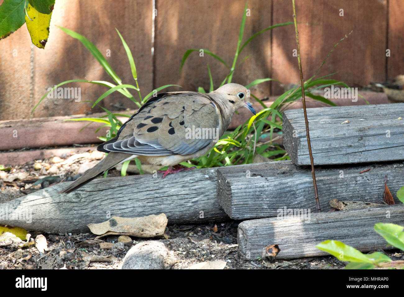 Mourning Dove, American Mourning Dove, Rain Dove Zenaida macroura