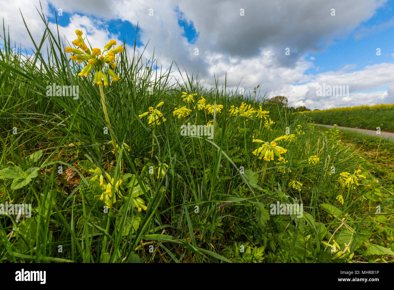 Cowslips, primula veris, growing on a roadside verge. Suffolk, UK. Stock Photo