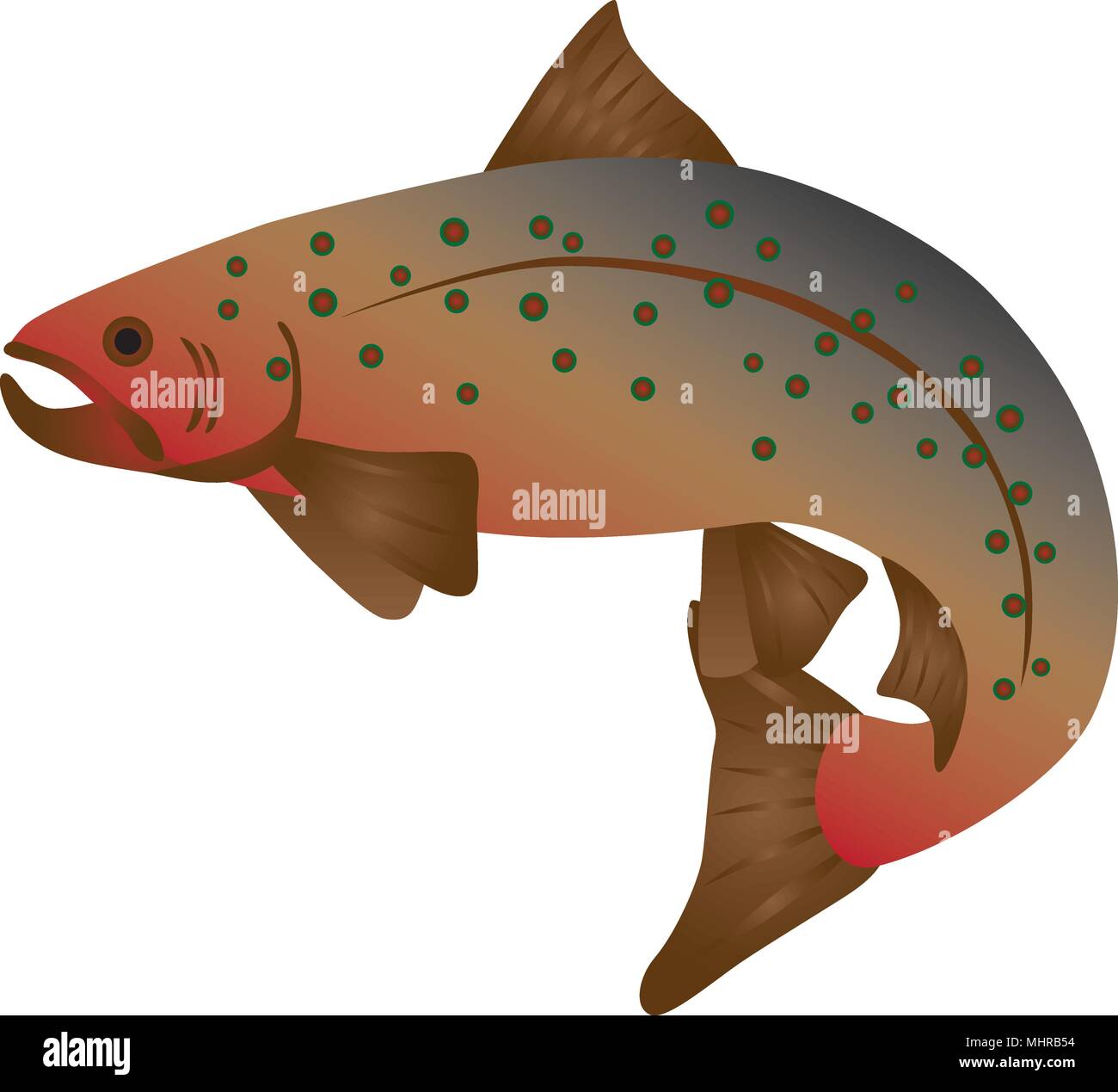 Rainbow trout outline vector hires stock photography and images Alamy