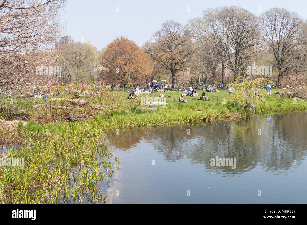Turtle Pond in Central Park, NYC, USA Stock Photo - Alamy