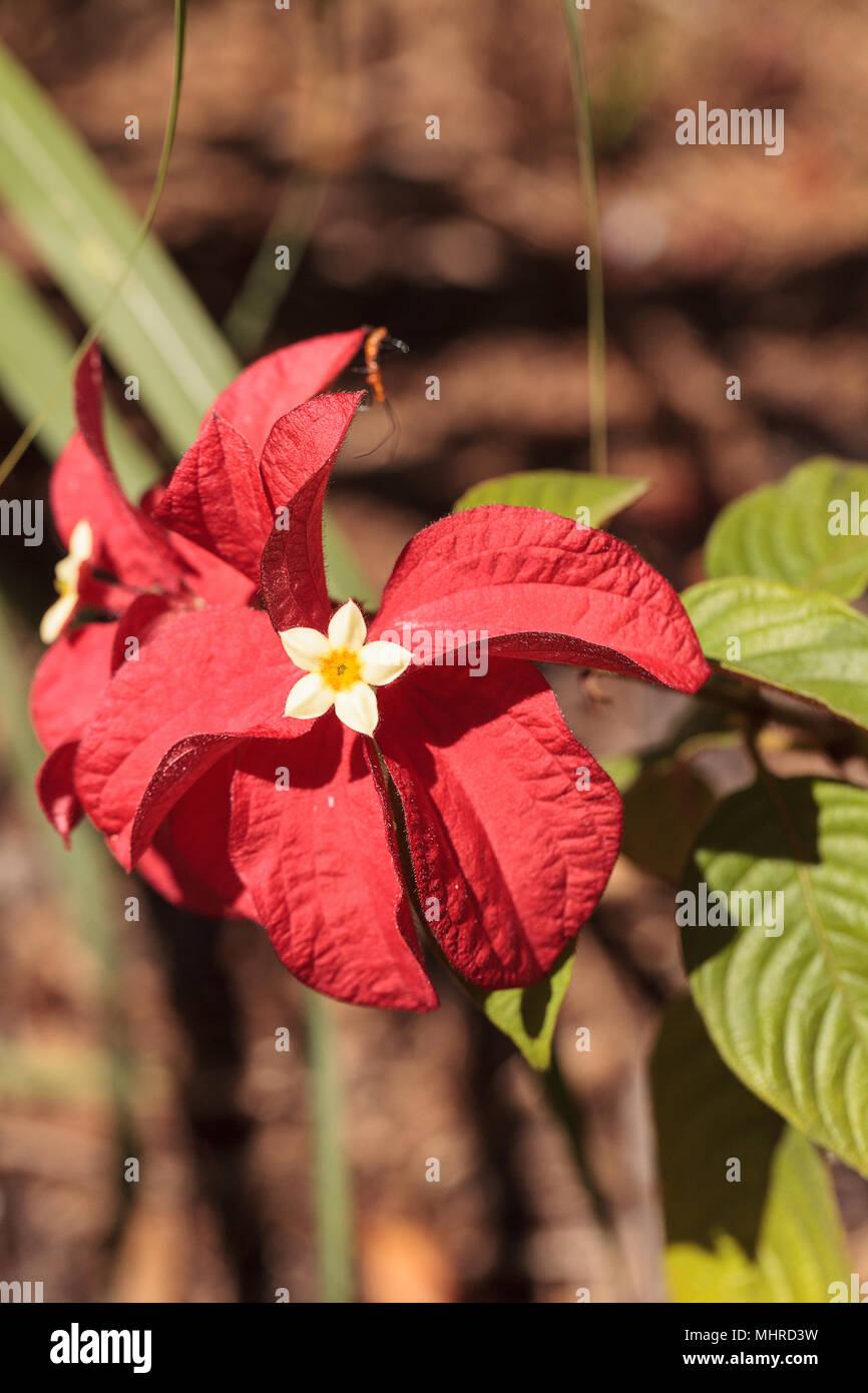 Ashanti blood Mussaenda erythrophylla flower blooms in a garden in Naples, Florida Stock Photo
