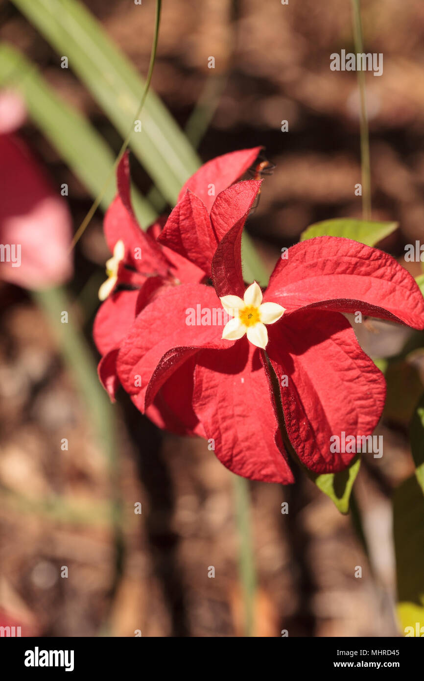 Ashanti blood Mussaenda erythrophylla flower blooms in a garden in Naples, Florida Stock Photo