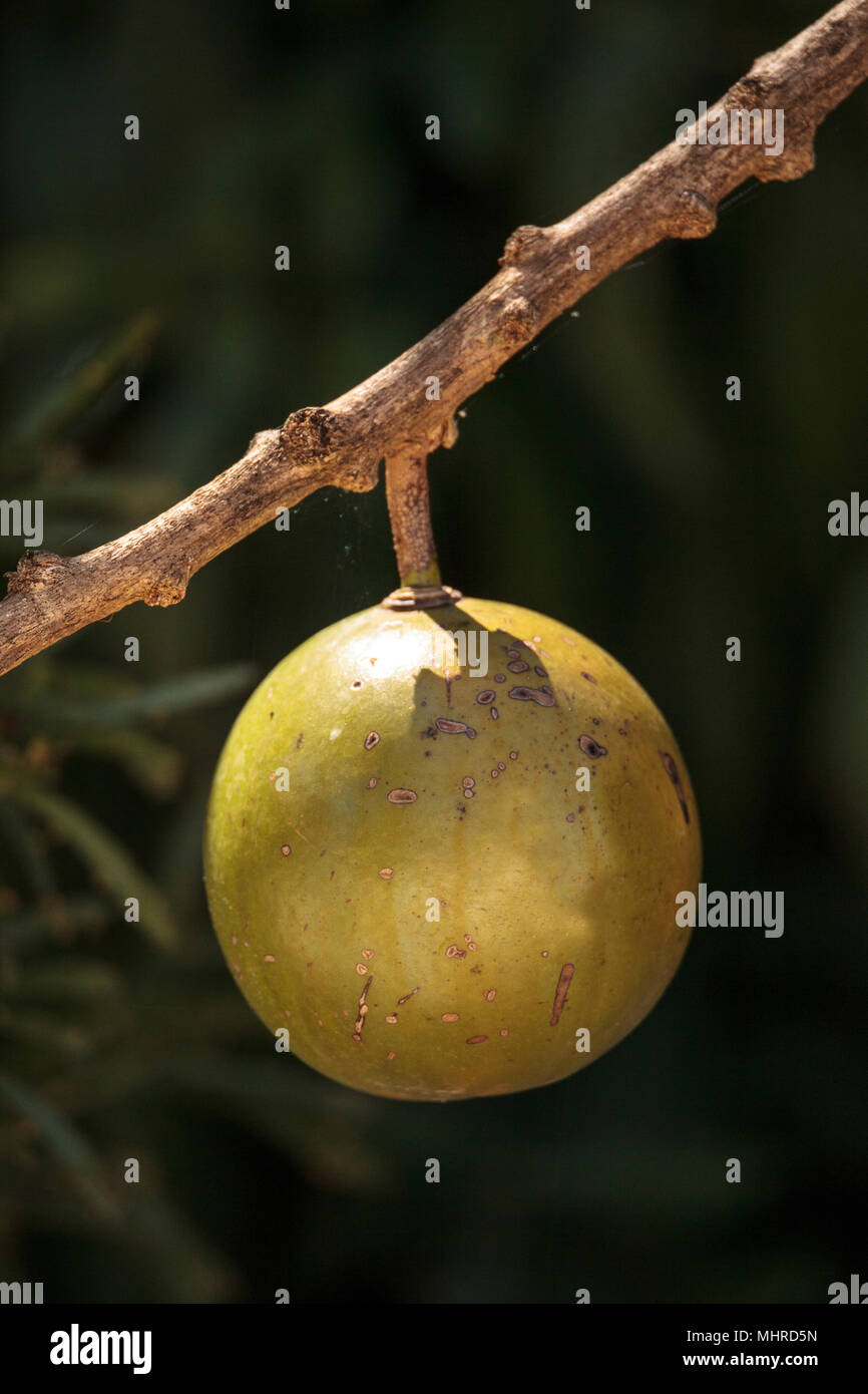 Fruit on Calabash tree Crescentia cujete is often used to make bowls and cups in South America Stock Photo