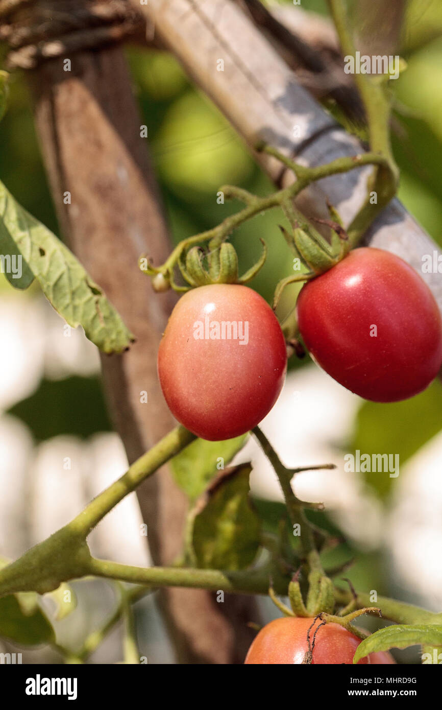 Katana tomato Lycopersicon lycopersicum grows in an organic botanical vegetable garden in Naples, Florida Stock Photo