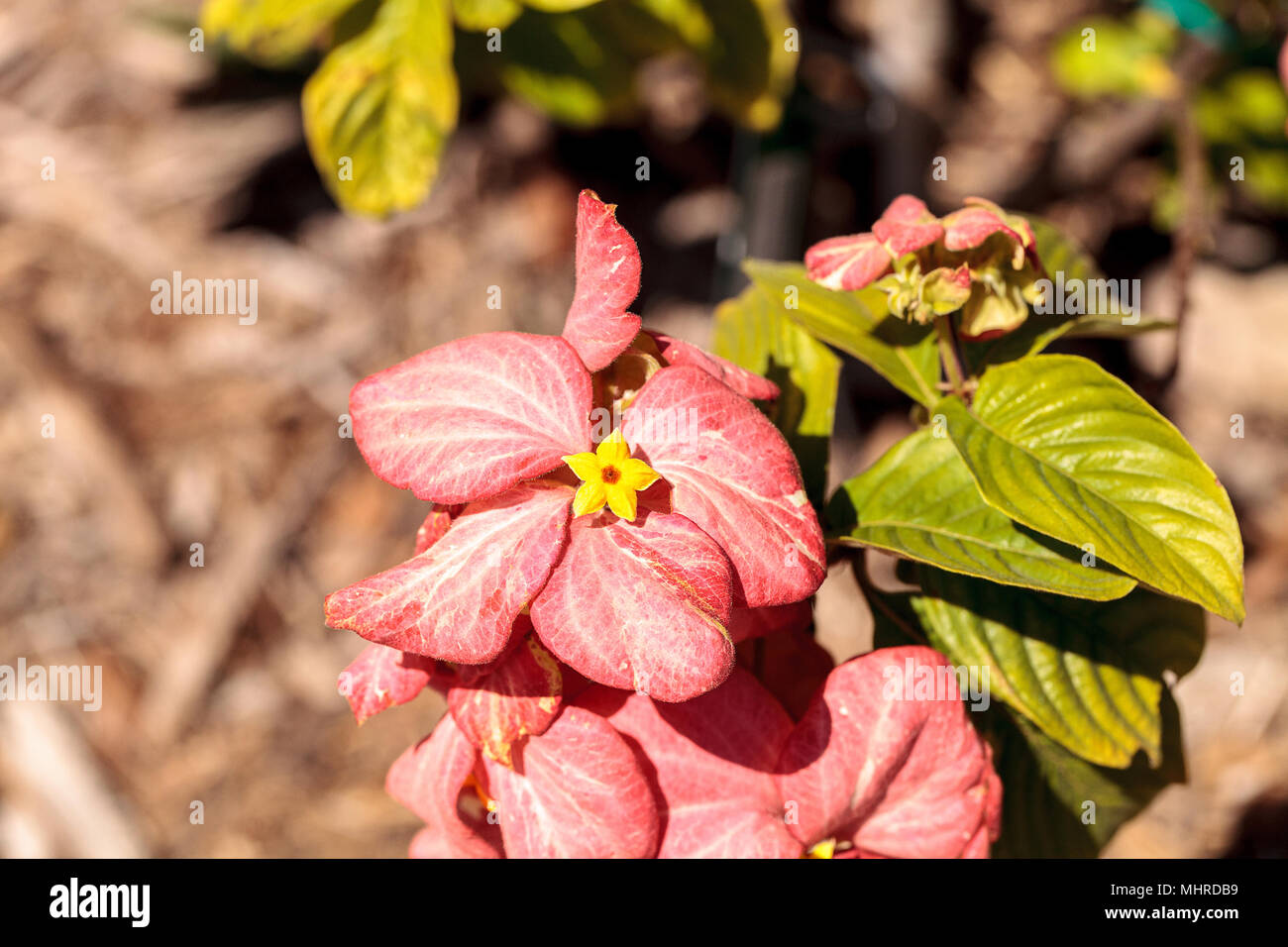 Pale pink flower Mussaenda philippica ‘Dona Luz’ blooms in a garden in Naples, Florida Stock Photo
