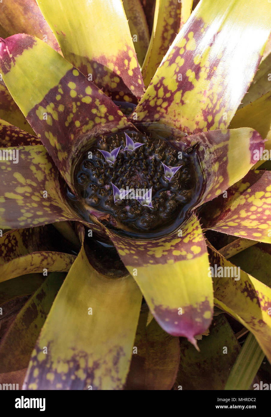 Bromeliad Neoregelia ‘Lava’ flowers bloom with waters blooming in the center in a garden in Naples, Florida. Stock Photo
