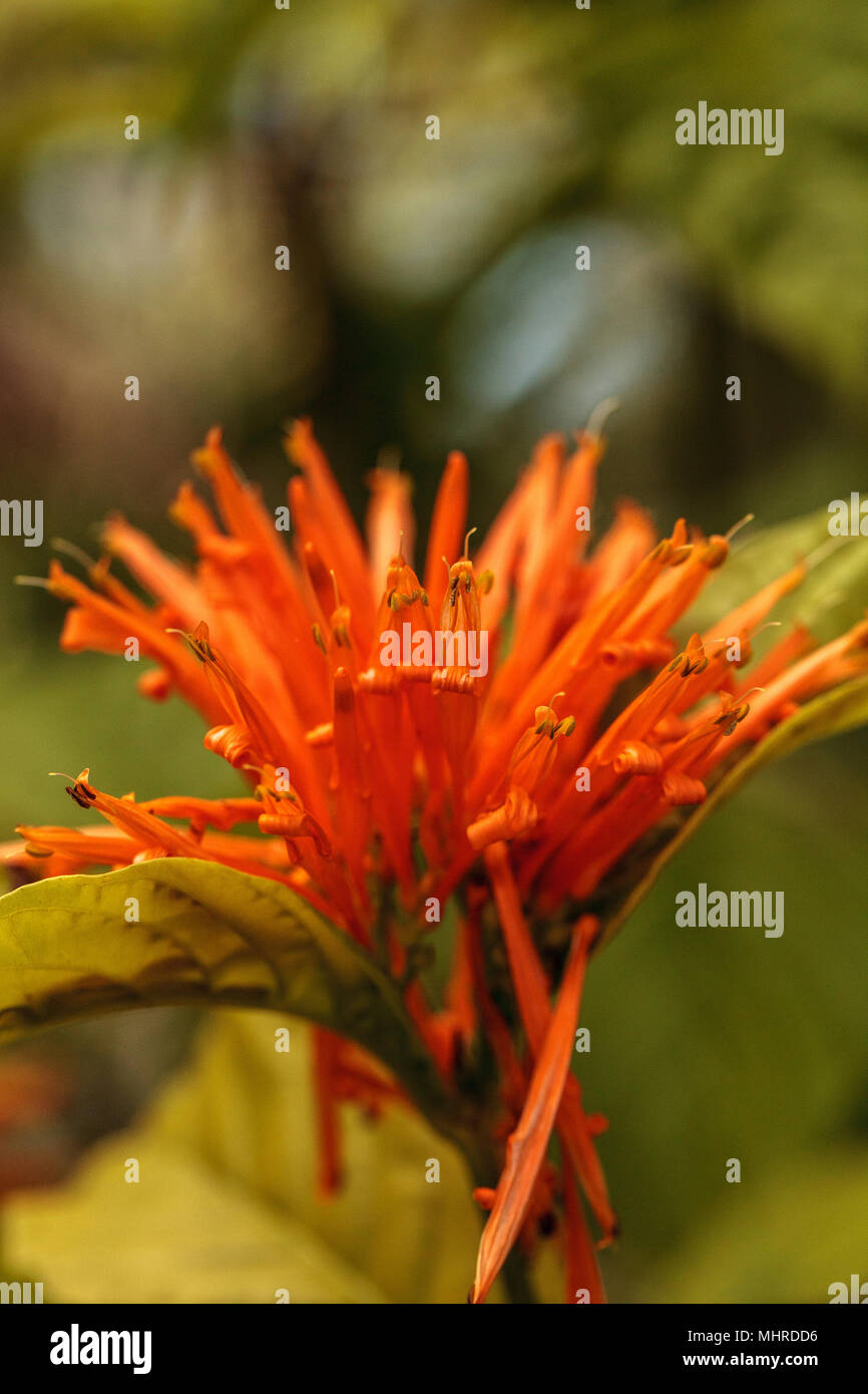 Orange Mexican honeysuckle Justicia sidicaro flower blooms in a garden in Naples, Florida Stock Photo
