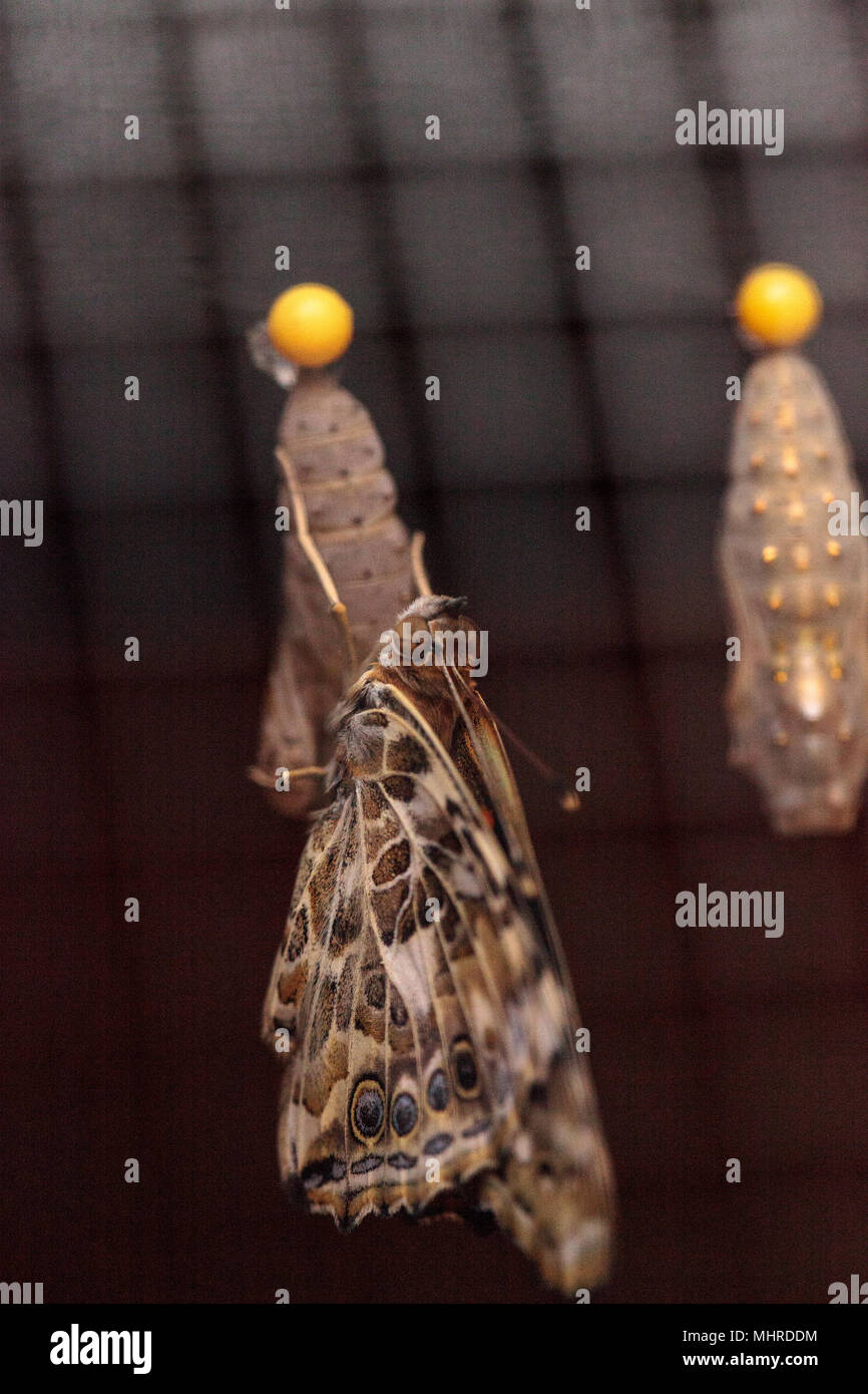 Painted lady butterfly, Vanessa cardui emerges from a chrysalis, in a