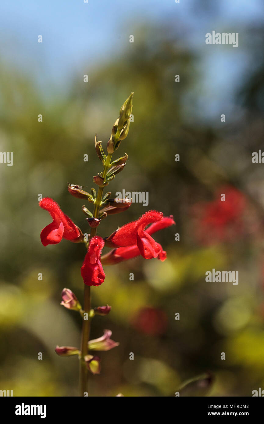 Red Salvia ‘Phyllis fancy’ flower blooms in a garden in Naples, Florida Stock Photo