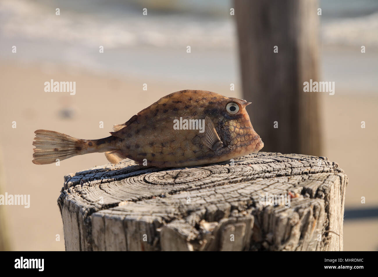 Scrawled cowfish Acanthostracion quadricornis that has died from red tide on Naples Beach in Naples, Florida in spring. Stock Photo