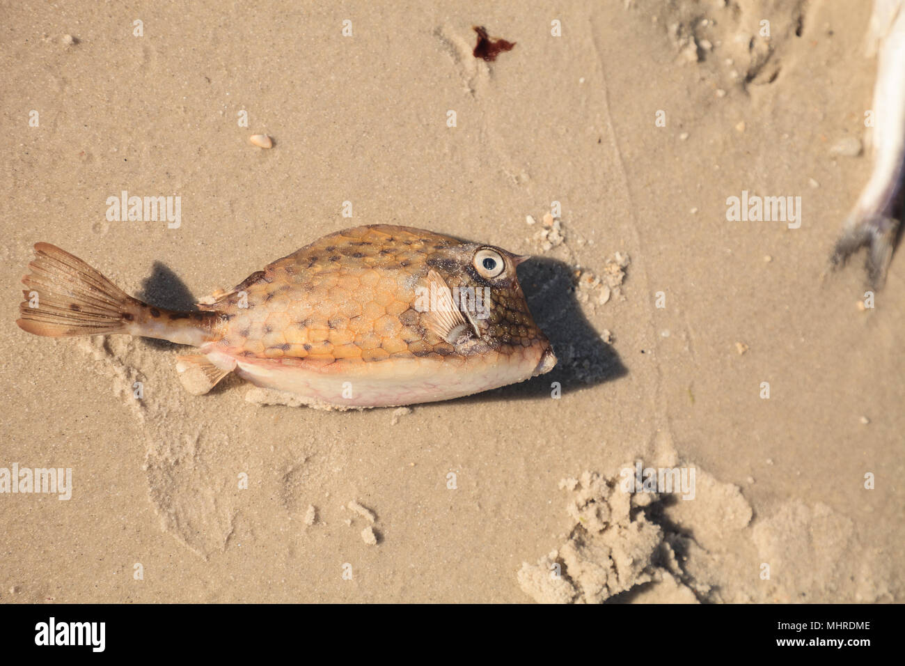Scrawled cowfish Acanthostracion quadricornis that has died from red tide on Naples Beach in Naples, Florida in spring. Stock Photo