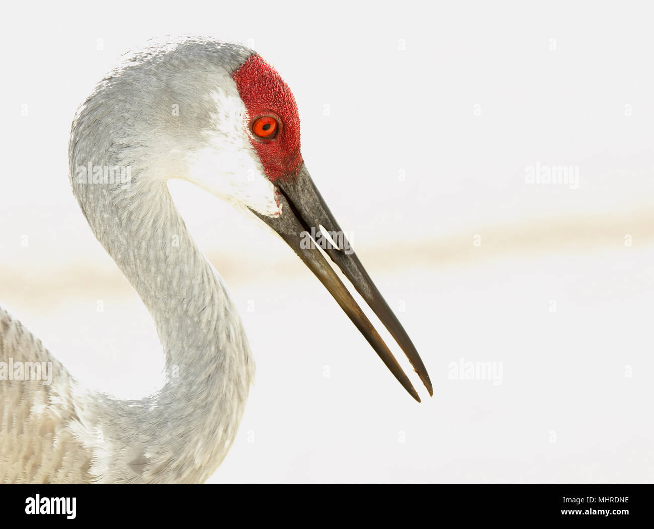 A bright portrait of a Sandhill crane calling Stock Photo Alamy
