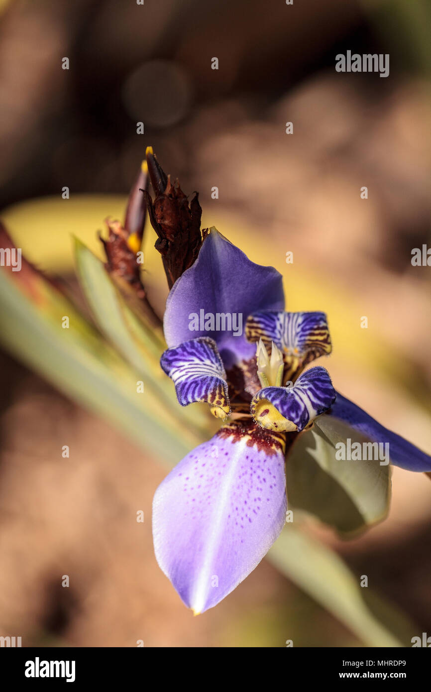 Purple Walking iris Neomarica caerulea ‘Regina’ blooms in a botanical garden in Naples, Florida Stock Photo