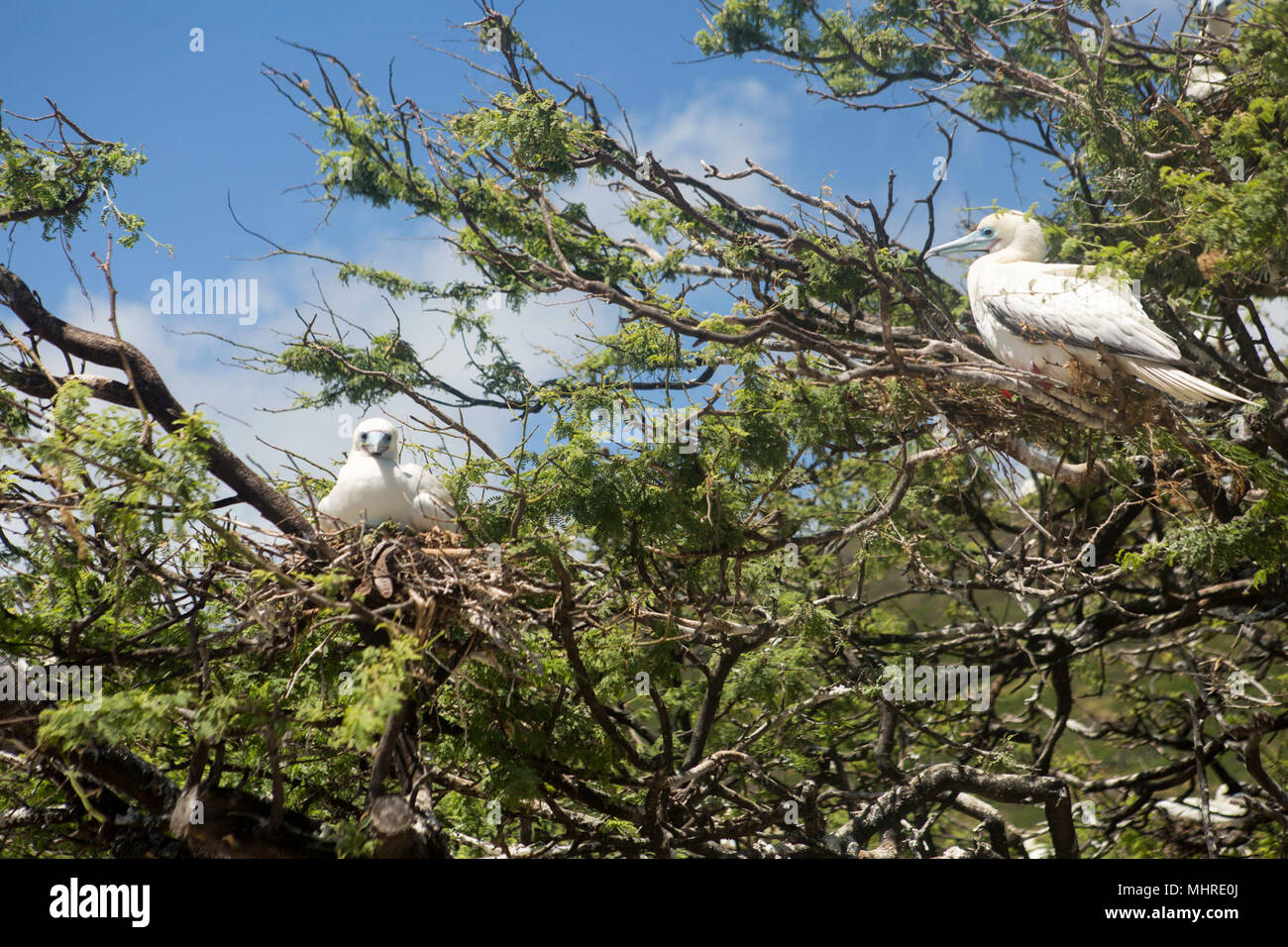 Booby birds lie in a tree on Ulupa’u Crater, Range Training Facility, Marine Corps Base Hawaii, March 15, 2018. Base environmental teamed with Pacific Rim Conservation, U.S. Fish and Wildlife Service, and Oikonos in an attempt to relocate Red-footed Booby seabirds. Decoys and speakers are being placed in trees away from the firing area so that U.S. Marines will be able to train, produce readiness, and minimize impact to this federally protected species. (U.S. Marine Corps Stock Photo