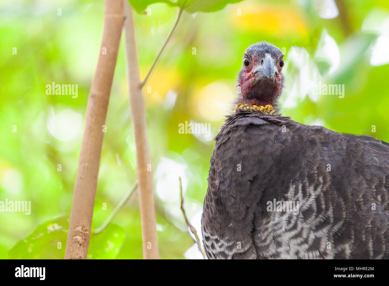Brushturkey native Australian bird closeup Stock Photo Alamy