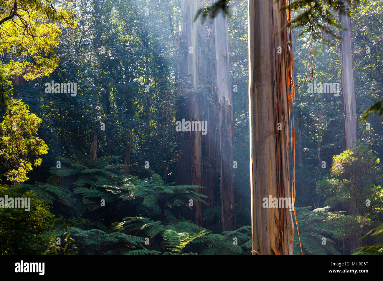 Native Australian rainforest in Dandenong Ranges, Victoria, Australia Stock Photo