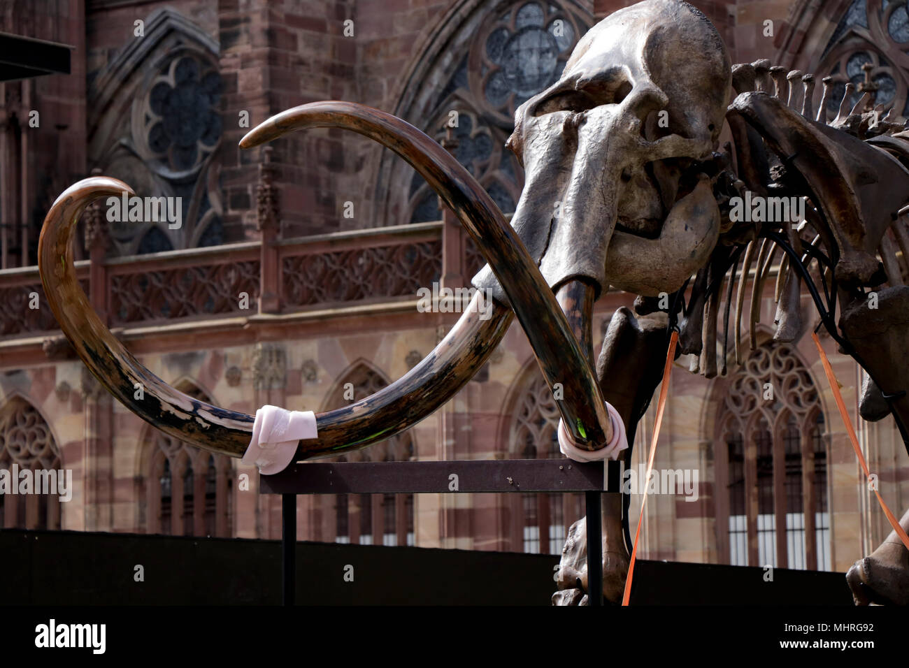 A closer look at Jacques Rival’s installation 'Mammuthus Volantes' (Flying Mammoth) seen being placed next to the water fountains in Cathedral Square in Strasbourg during the 'Industrie Magnifique' festival. The complete mammoth skeleton was acquired at an auction by the company ‘Soprema’ and its size are 3.4 metres in length, 5.4 metres in height and its weighs is around 1400 kilograms. Stock Photo