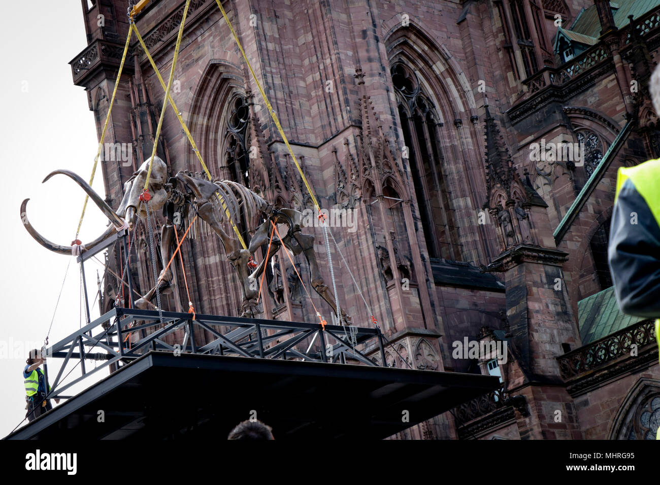 Jacques Rival’s installation 'Mammuthus Volantes' (Flying Mammoth) seen being lifted by a crane to be placed next to the water fountains in Cathedral Square in Strasbourg during the 'Industrie Magnifique' festival. The complete mammoth skeleton was acquired at an auction by the company ‘Soprema’ and its size are 3.4 metres in length, 5.4 metres in height and its weighs is around 1400 kilograms. Stock Photo