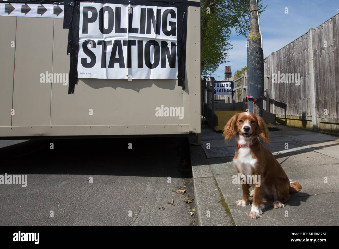 Greenwich, London, United Kingdom. 3rd May, 2018. 1 year old Cockapoo Pip  sits outside a polling station in Greenwich on Local Election day. Dogs at  Polling Stations has become a popular trending